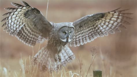 Great Gray Owl Flying