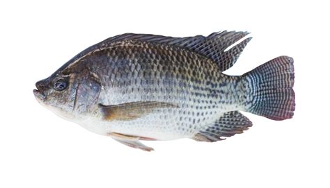 How to Raise Tilapia in Aquaponics Systems - HowtoAquaponic