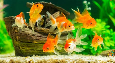 goldfish aquarium Archives - David's Aquarium Advice