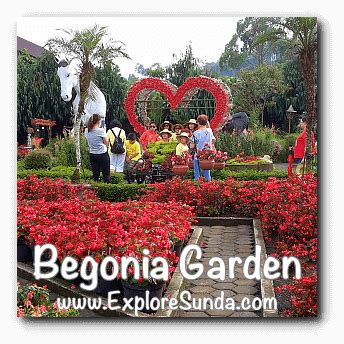 The Begonia Garden in Maribaya, Lembang Bandung