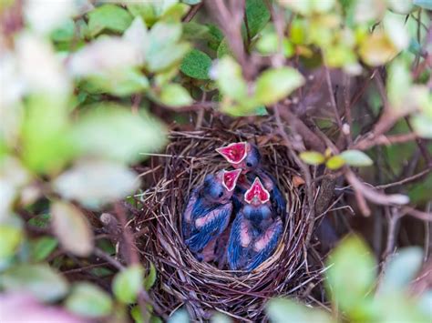 Cardinal Nesting (Behavior, Eggs, Location + FAQs) | Birdfact