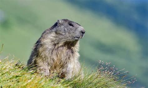 Groundhogs & Other Animals with Interesting Teeth | Lane Dental Blog