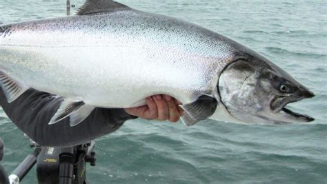 How To Tell The Difference Between King Salmon And Coho Salmon at Elizabeth Sauer blog