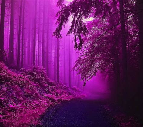 Purple Forest Wallpapers - 4k, HD Purple Forest Backgrounds on WallpaperBat