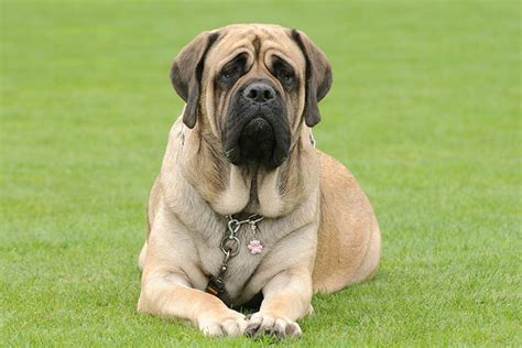 English Mastiff Dogs Clipart Png | lupon.gov.ph