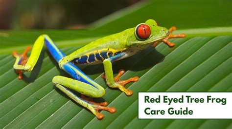 Red Eyed Tree Frog Care - AMPHIPEDIA