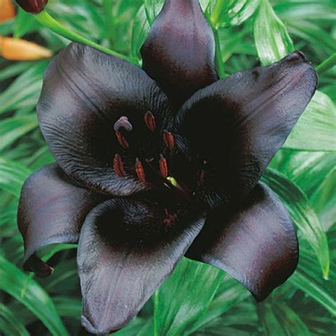 Black Charm Asiatic Lily Care