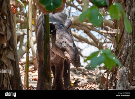 Baird's tapir (Tapirus bairdii) in Corcovado National Park, Costa Rica Stock Photo - Alamy