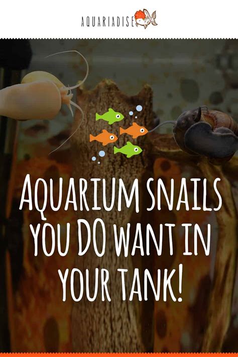 Aquarium Snails You Do Want In Your Tank! - Aquariadise