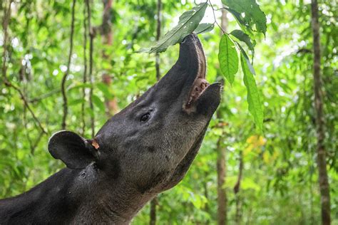 Baird's Tapir Browsing On Leaves, Corcovado Np, Costa Rica Photograph by Nick Hawkins / Naturepl ...