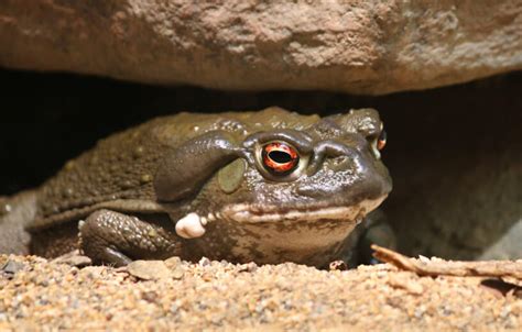 Study: Psychedelic found in toad venom helps relieve depression, anxiety