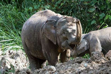 12 Incredible Borneo Animals and the Best Places to See Borneo Wildlife