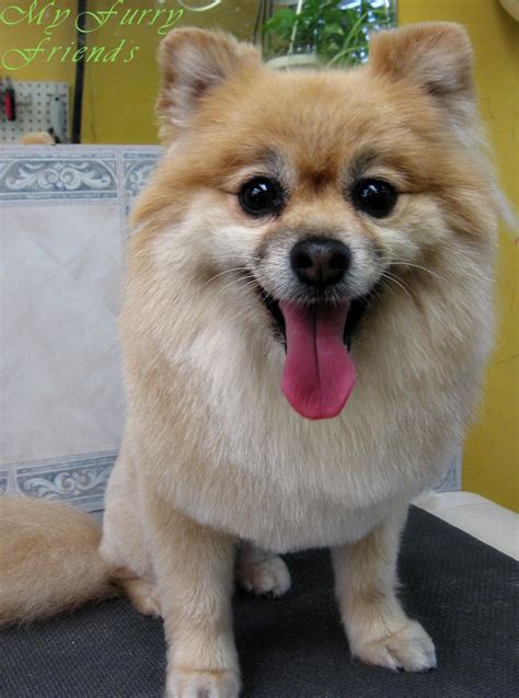 Pet Grooming: The Good, The Bad, & The Furry: Lion Cut on a Pomeranian