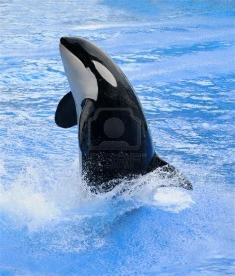 Killer Whale (Orca) jumping out of the blue water (Orcinus orca ...