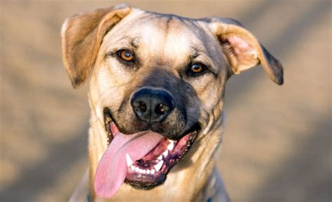 33 Labrador Mixed Breeds: Lovable Lab Mixes With Lifelong Loyalty