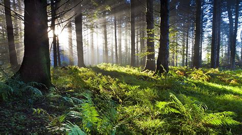 HD wallpaper: forest, woodland, sunlight, sunbeam, morning, fern, 8k uhd | Wallpaper Flare