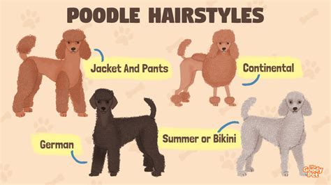 Poodle Grooming Guide | atelier-yuwa.ciao.jp