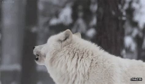 White Wolf Howling Gif