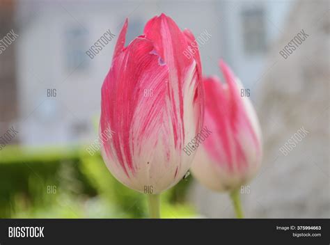 White Pink Tulips Image & Photo (Free Trial) | Bigstock