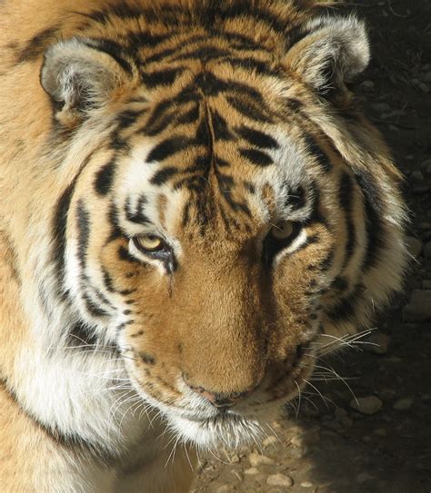 Free photo: Bengal Tiger Closeup - Animal, Bengal, Cat - Free Download ...