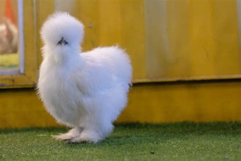 The Ultimate Guide on the Silkie Chicken