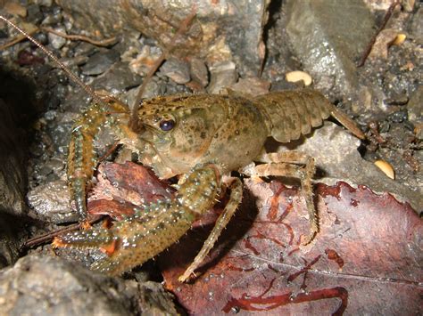 Crayfish, The A complete classification, habitat, predator and prey, body plan, nervous system ...