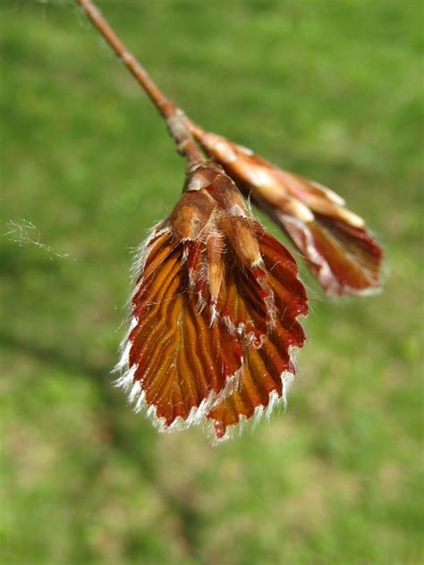 Beech Leaves Tree - Free photo on Pixabay