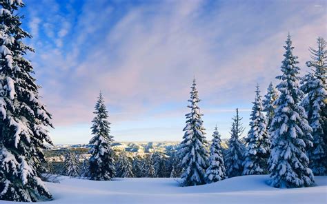 Snowy pine trees rising towards the sky wallpaper - Nature wallpapers ...