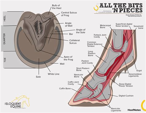 Horse Hoof Anatomy From Below