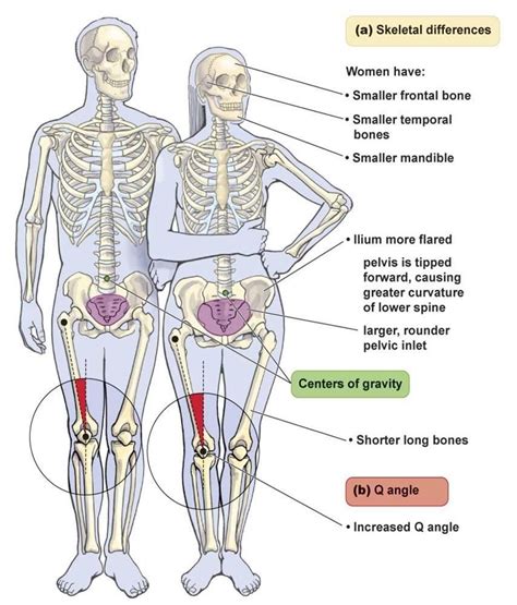 Пин на доске anatomy