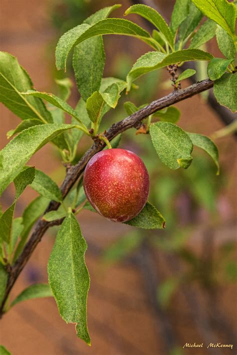 How to Grow and Care for an American Wild Plum Tree (Prunus Americana) | Dengarden