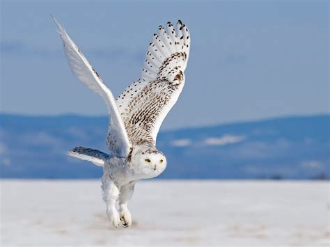 snowy owl in flight | My HD Animals