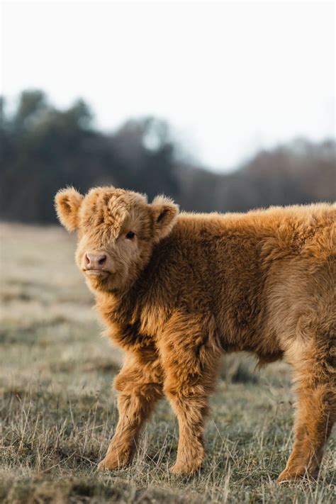 Highland Cattle Baby