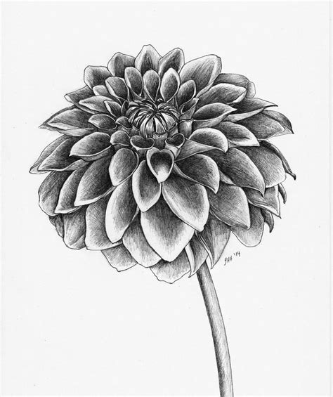 all things creative: Dahlia sketch Flower Drawing Images, Easy Flower Drawings, Flower Drawing ...