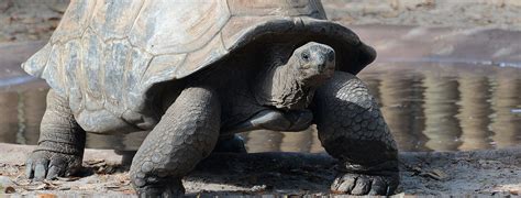 Aldabra Giant Tortoise - ZooTampa at Lowry Park