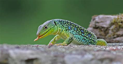 Types of Lizards: The 15 Lizard Species You Should Know! - A-Z Animals