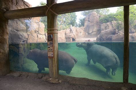 The Top 10 Most Unique Zoo Sections in America | Zoo architecture, Zoo, Animal planet