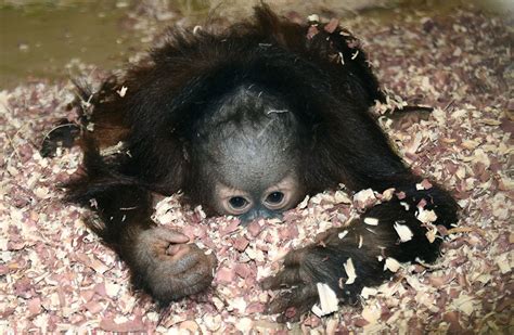 Chicago Zoological Society - Enrichment for Orangutans, Enrichment for Kecil