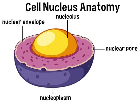 Animal cell nucleus anatomy 696109 Vector Art at Vecteezy