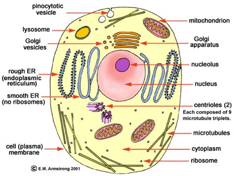 Biology: Cell Structure and Functions