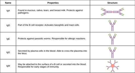 23.3. Antibodies – Concepts of Biology – 1st Canadian Edition