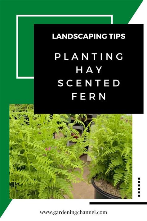 Planting and Growing Hay Scented Ferns