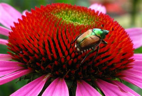 Beetle Purple Cone Flower | Wildlife| Free Nature Pictures by ForestWander Nature Photography