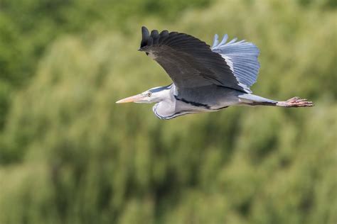 Great Blue Heron Flying · Free Stock Photo