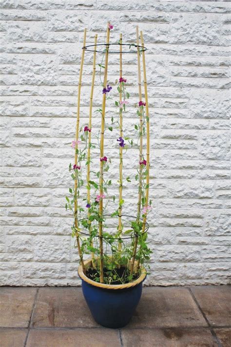 Slinky Hack and Trellis for a Favorite Flowering Vine | Trellis plants, Diy garden trellis ...