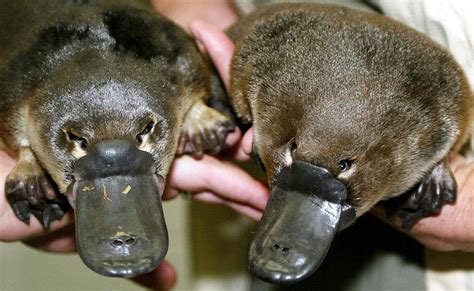 Platypus venom paves way to possible diabetes treatment - BBC News