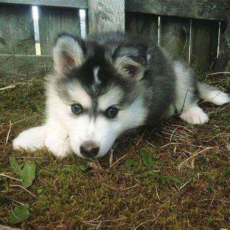 Malamute Husky Mix Facts