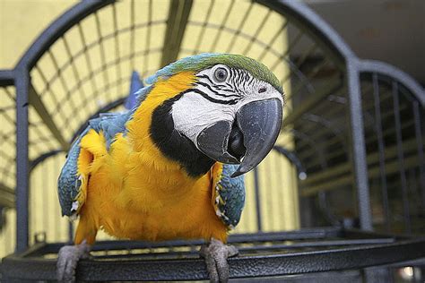 Types of Macaws to Consider as a Pet