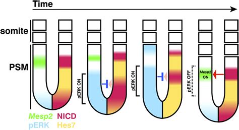 Different types of oscillations in Notch and Fgf signaling regulate the spatiotemporal ...