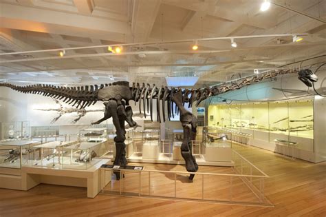 Britain’s best places to see: Dinosaurs and fossils – Museum Crush